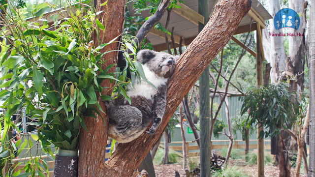 viziunea koala